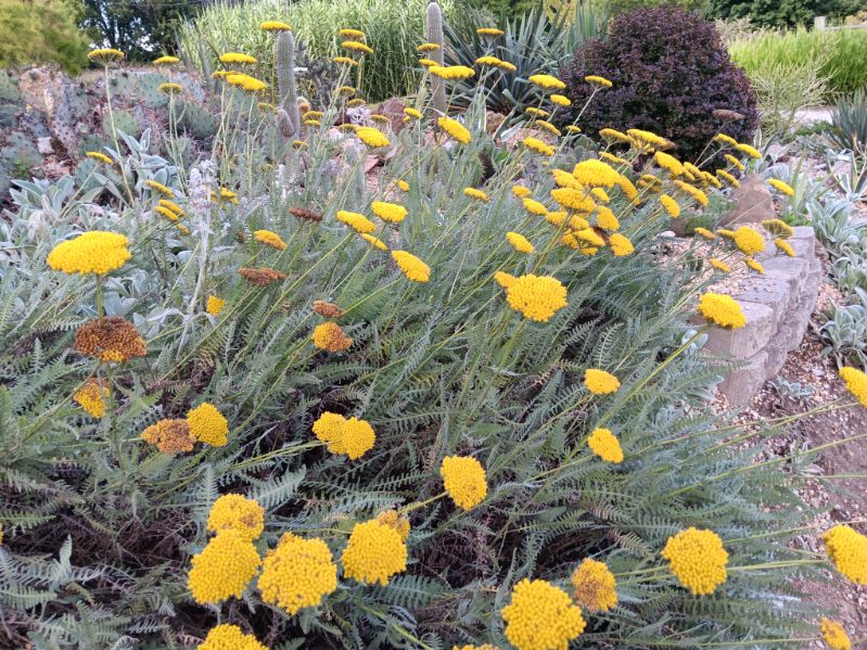Garden photo